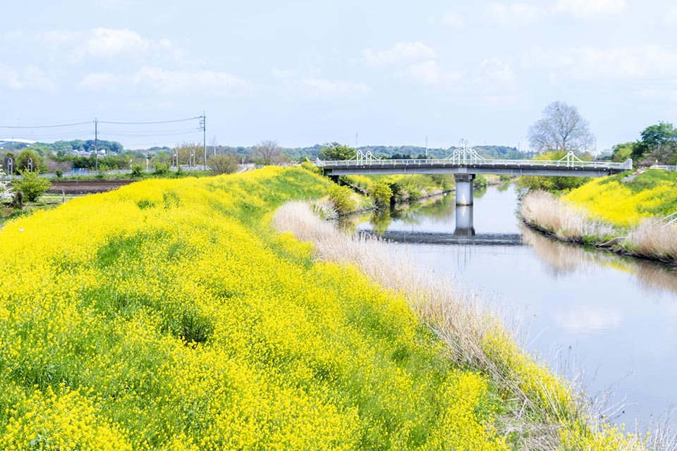 見沼区の緑豊かな風景